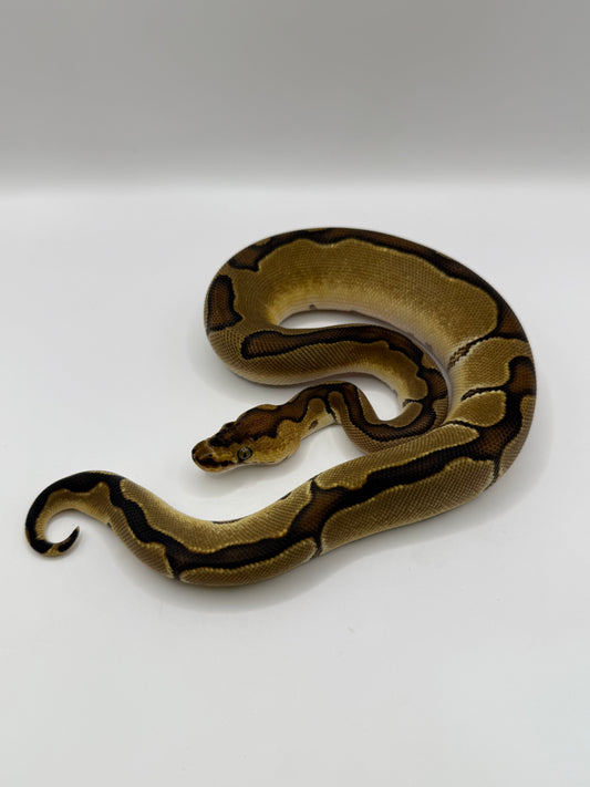 Enchi clown hembra #2