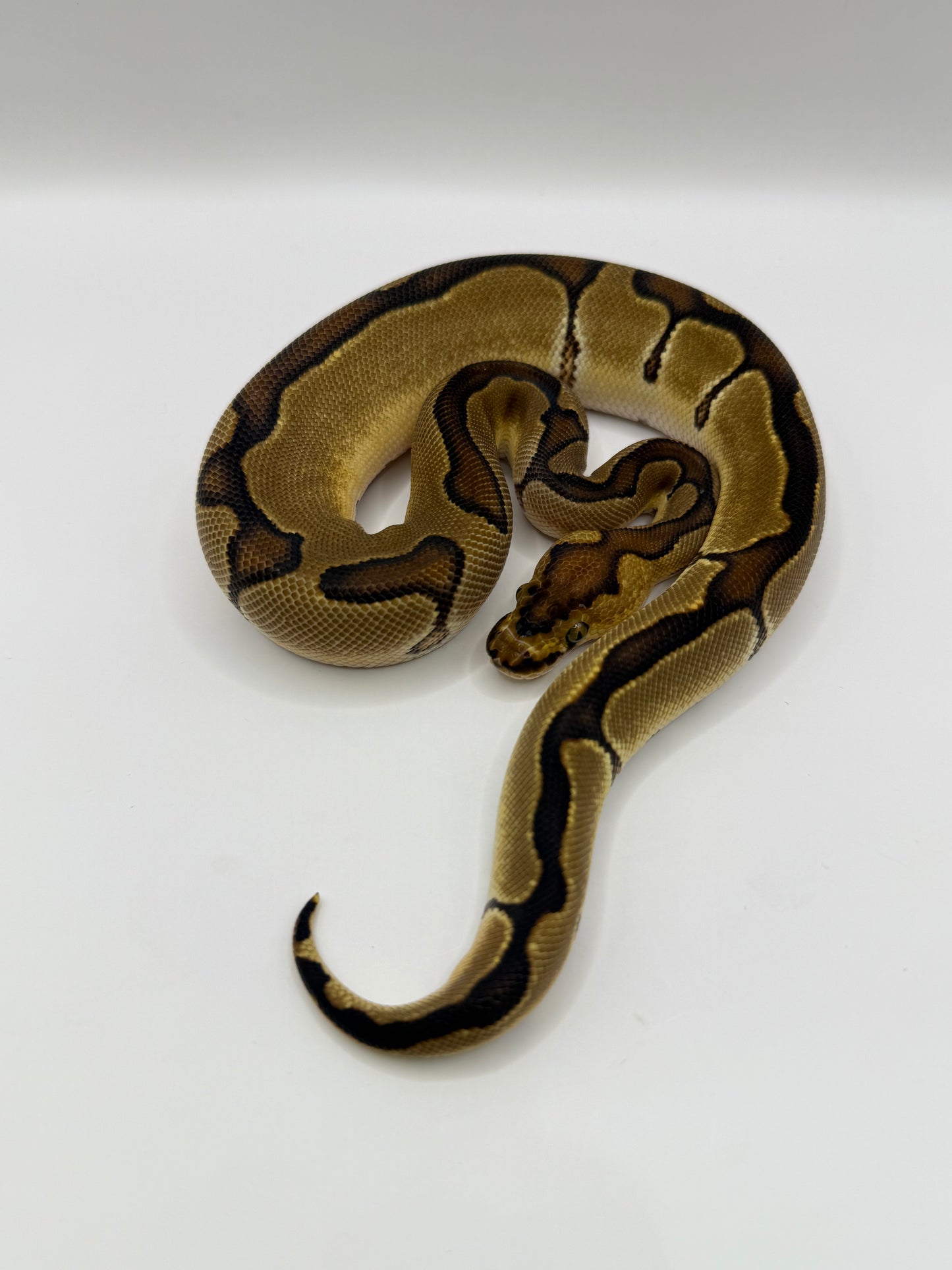 Enchi clown hembra #2