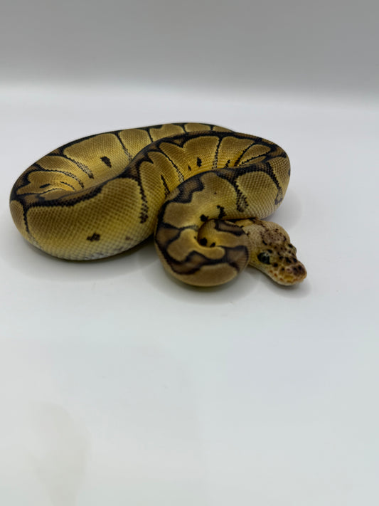Pastel clown hembra