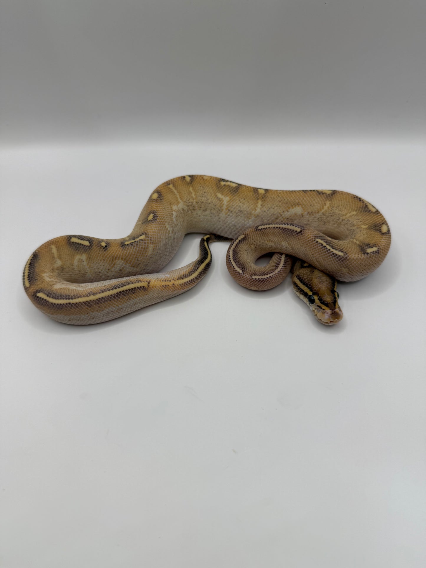 Highway macho poss het clown