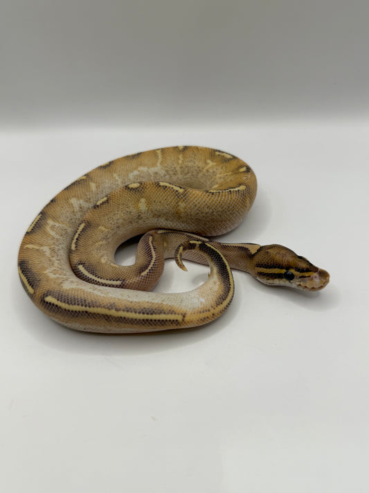 Highway macho poss het clown